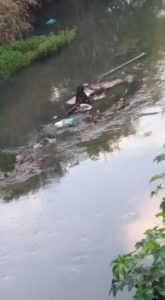 Cão em um rio de Colombo