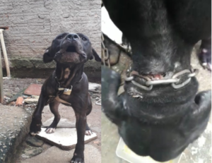 Pit bull acorrentado com cadeados no pescoço em residência no Pilarzinho