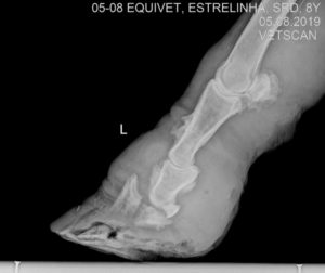  Imagens do raio-x e laudo da lesão da Estrelinha